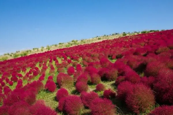 紅葉する植物を育ててみよう！おすすめの庭木や多肉植物は？