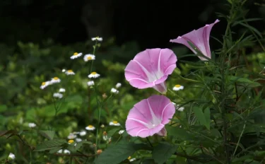 夏のお庭の華やぎに！　ヒルガオの育て方