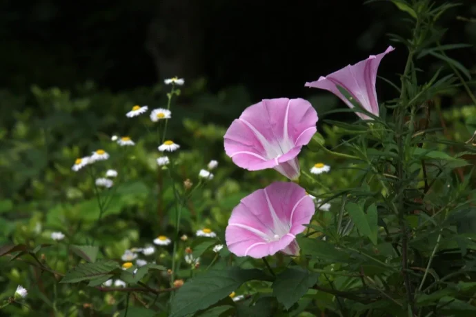 夏のお庭の華やぎに！　ヒルガオの育て方