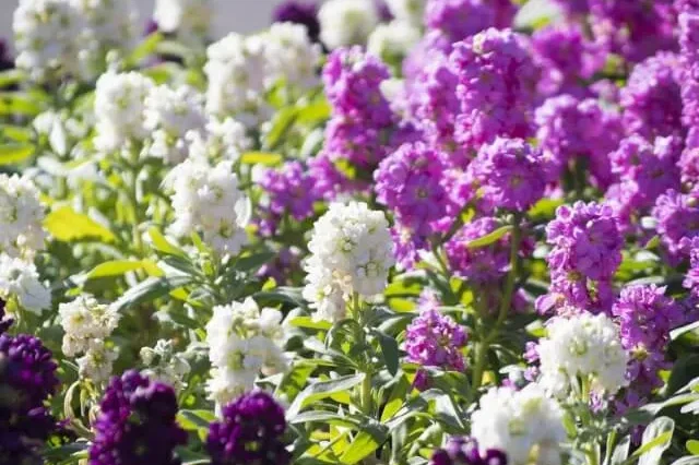 ストックの育て方|秋から育てて春の花を楽しむ栽培方法