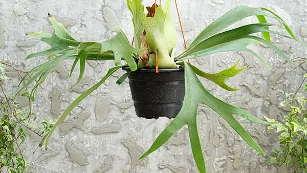 観葉植物】 ビカクシダ（コウモリラン）の育て方｜板づけや吊るし方の