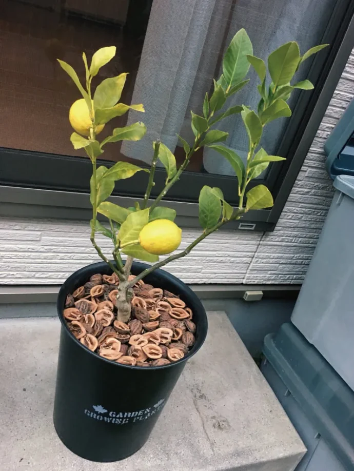 レモンの植え替え