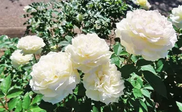 Labyrinth バラの迷宮 pickup157『雨ニモマケズ・ノース アイボリー』