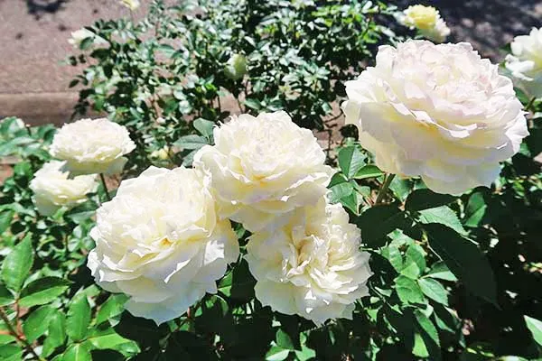 Labyrinth バラの迷宮 pickup157『雨ニモマケズ・ノース アイボリー』