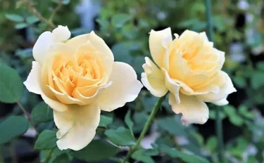 Labyrinth バラの迷宮 pickup164 『夏灯（なつともし）』