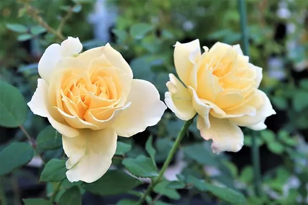 Labyrinth バラの迷宮 pickup164 『夏灯（なつともし）』