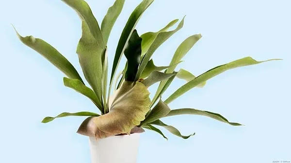 観葉植物】 ビカクシダ（コウモリラン）の育て方｜板づけや吊るし方の