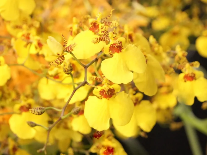 オンシジウムってどんな植物？