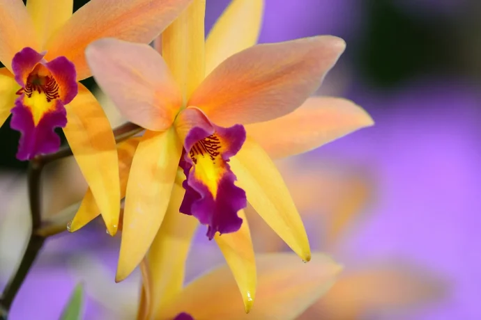 カトレアってどんな植物？