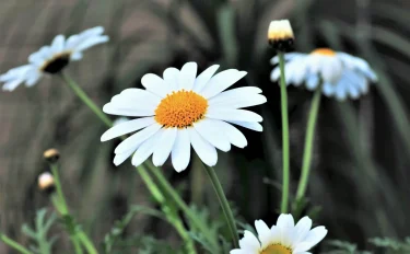 【マーガレットの育て方】 晩秋から春に花を咲かせるマーガレット、育て方のコツと注意点