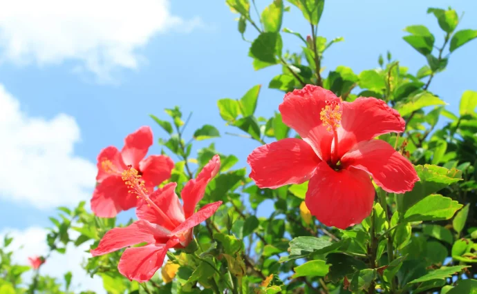 夏らしさ満開！ベランダでハイビスカスを育ててみよう | 植物と