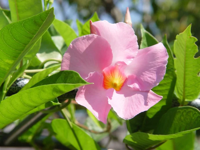お庭にエキゾチックな風を運ぶ、南国の花・マンデビラの育て方