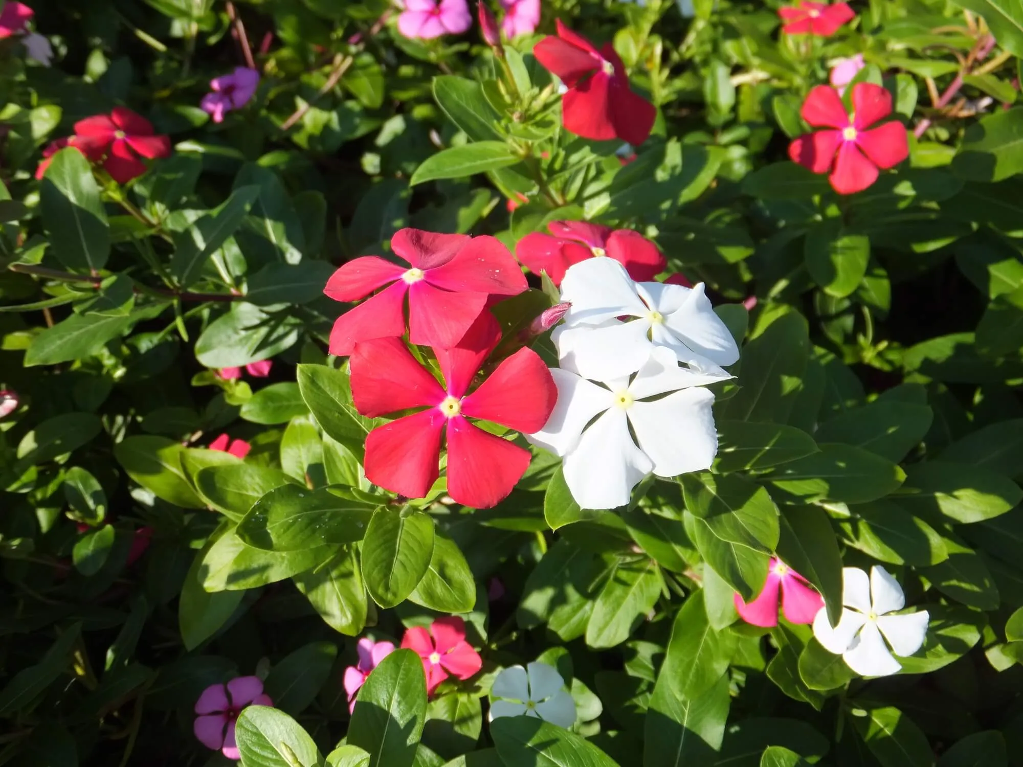 絵画】花 ニチニチソウ 8e388487dc736883260f6883271f24