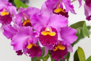 蘭の女王・カトレアを育ててみよう！年間通じて楽しめますよ♪ | 植物  