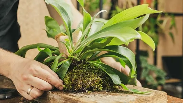 観葉植物】 ビカクシダ（コウモリラン）の育て方｜板づけや吊るし方の ...