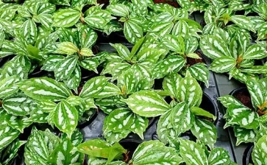 【観葉植物】 失敗しないピレアの育て方！ピレアの品種ごとの特徴と選び方をご紹介