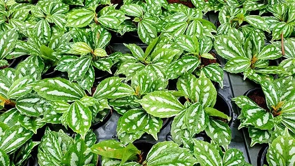 【観葉植物】 失敗しないピレアの育て方！ピレアの品種ごとの特徴と選び方をご紹介