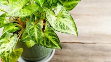 観葉植物紹介】シンゴニウム編 - SHINOSAN no NIWA