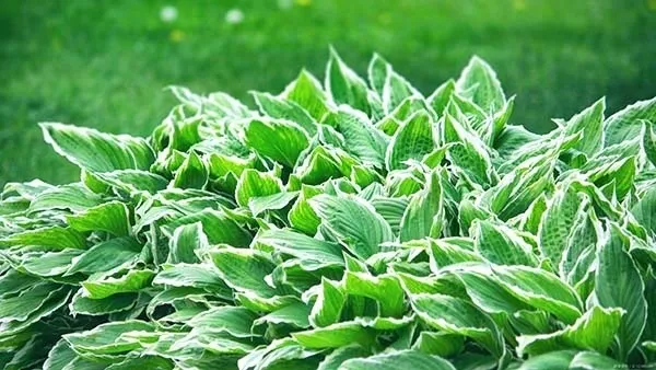 【観葉植物】 ギボウシの育て方｜植え替えの方法や品種についてご紹介します