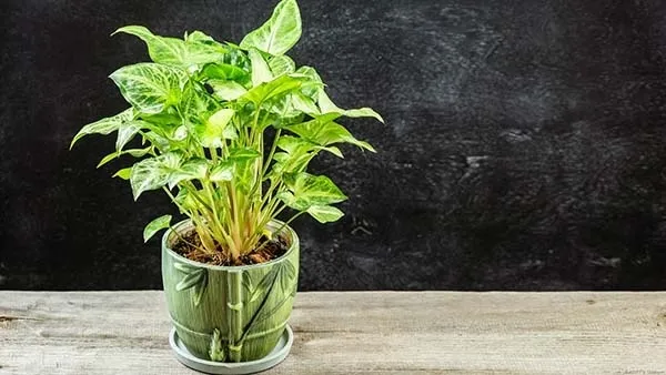 観葉植物】 シンゴニウムの育て方｜栽培温度や剪定など育て方の