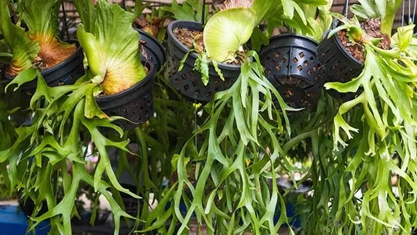 観葉植物】 ビカクシダ（コウモリラン）の育て方｜板づけや吊るし方の