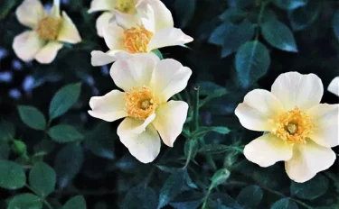 Labyrinth バラの迷宮 pickup158『ラ ヴァルス ディ アベイル』