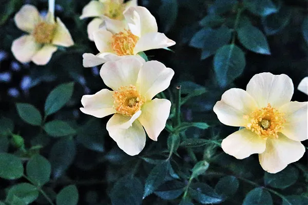 Labyrinth バラの迷宮 pickup158『ラ ヴァルス ディ アベイル』