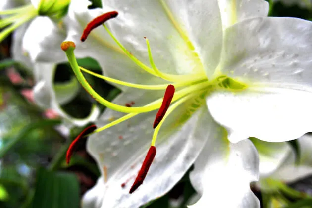 真っ白い花が優美なカサブランカ。育て方のポイントと注意点