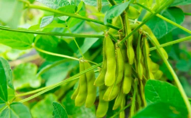 【家庭菜園】 【エダマメの育て方】旬を味わえる！枝豆を家庭菜園で手作りしよう