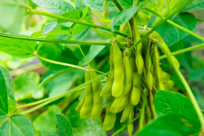 【家庭菜園】 【エダマメの育て方】旬を味わえる！枝豆を家庭菜園で手作りしよう