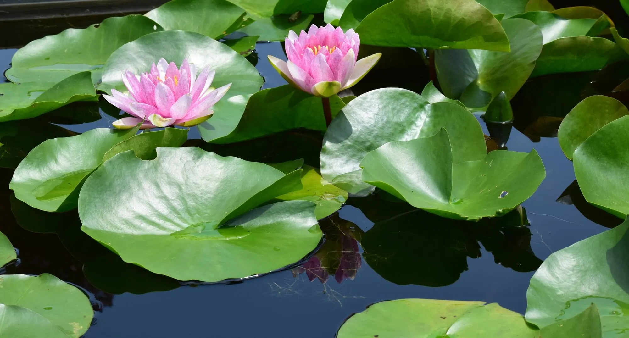 夏の準備！スイレンでウォーターガーデニングを彩ろう！ | 植物