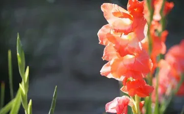 グラジオラスの育て方｜球根管理や仕立て方を紹介！よくある疑問も
