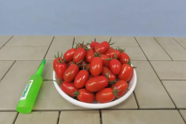 【家庭菜園】今日から野菜 ミニトマトのお勧めする栽培方法