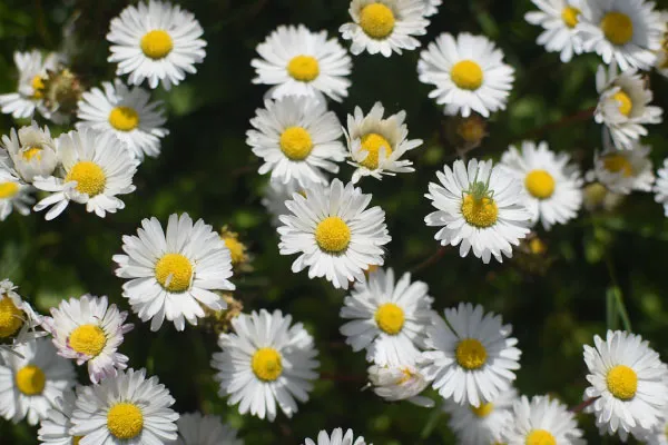 ☆フラワーデージー様 お取り置き☆ カラフルでキュートな花を咲かせるデイジー（デージー）。育て方の