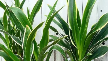【観葉植物】オモト(万年青)の育て方|縁起がよいといわれる理由や枯れる原因をご紹介