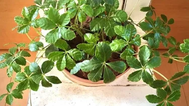 【観葉植物】 シュガーバインの育て方|失敗しない上手な育て方についてご紹介します
