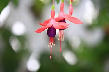 フクシアの育て方】栽培のポイントや増やし方、花の特徴は？ | 植物と