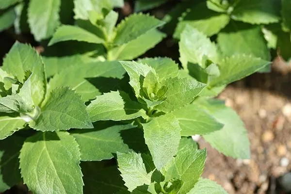 桔梗（キキョウ）の育て方｜植えつけまでの流れ