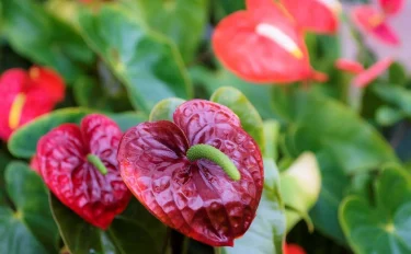 初めての観葉植物栽培におすすめ！アンスリウムの育て方