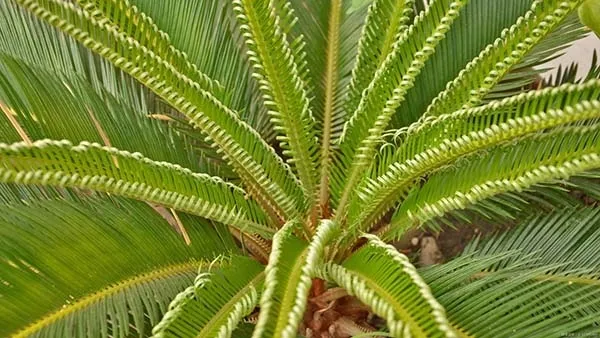 観葉植物】ソテツ(蘇鉄)の育て方｜株分けの方法や植え替えの時期をご