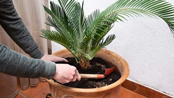 観葉植物】ソテツ(蘇鉄)の育て方｜株分けの方法や植え替えの時期をご