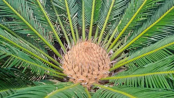 ソテツ 3頭 子株 多数 ソテツ 3頭 子株 多数