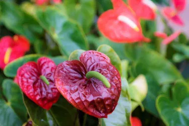 初めての観葉植物栽培におすすめ!アンスリウムの育て方