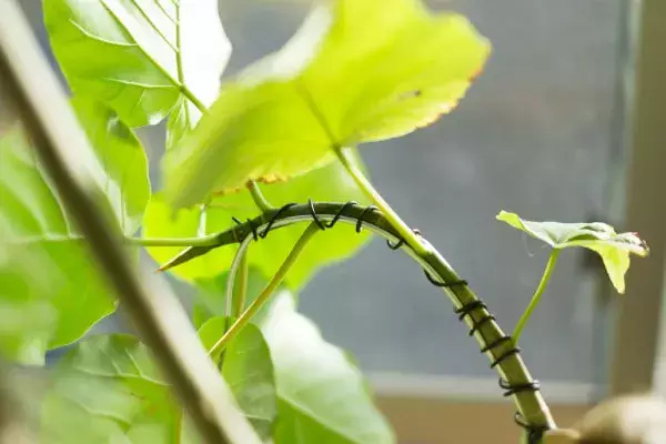 観葉植物】フィカス・ウンベラータの育て方｜季節別の水やりや