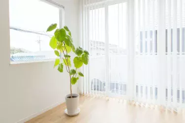【観葉植物】フィカス・ウンベラータの育て方|季節別の水やりや肥料、植えかえ方法や、挿し木での増やし方などもご紹介