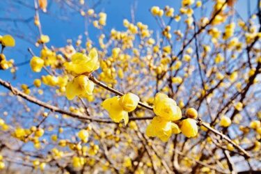ロウバイの育て方】基本の栽培方法や剪定のコツ、増やし方 | 植物と