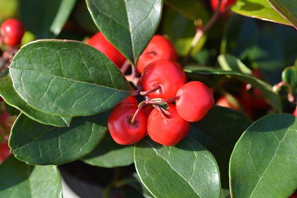 【チェッカーベリーの育て方】植えつけや日々の管理のコツ、増やし方