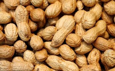 【家庭菜園】【落花生の育て方】｜種まきから収穫までのポイントやよくある疑問