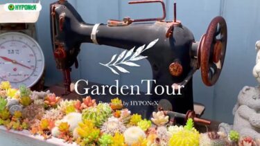 🕊Garden Tour🕊58：目指せ！多肉や草花で溢れる癒しのGarden！お気に入りのアンティークやレトロな雑貨に寄せ植えしたワクワク感満載のお庭