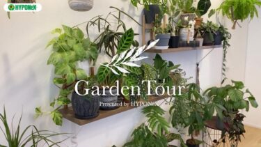 🕊Garden Tour🕊59：リノベーションした際に設置した植物棚がお気に入り、植物の配置などバランスにもこだわったお部屋